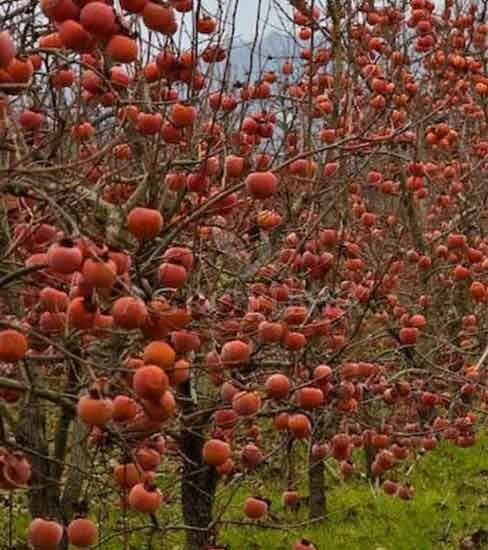 TRABZON HURMASI FİDANI